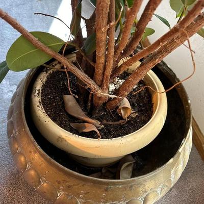 LIVE RUBBER TREE IN A BRASS POT