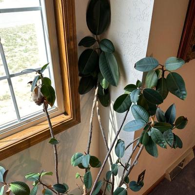 LIVE RUBBER TREE IN A BRASS POT