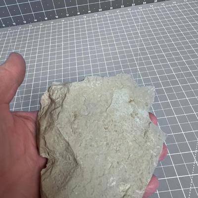 Trilobite Fossil
