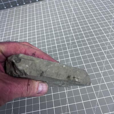 Trilobite Fossil