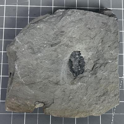 Trilobite Fossil
