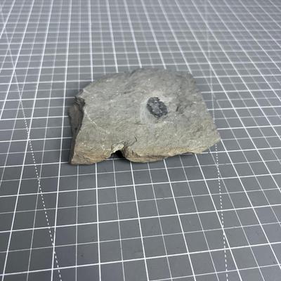 Trilobite Fossil
