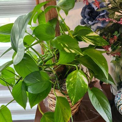 Bookcase /Shelf, Solid Wood Magazine rack/table, Live plant, Clock Home decor