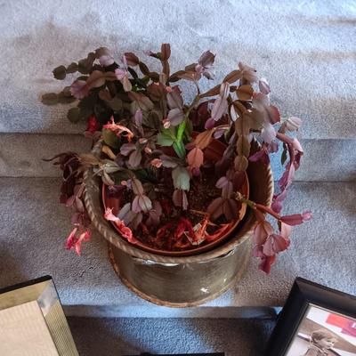 LIVE PLANT IN A HEAVY BRASS POT AND PICTURE FRAMES