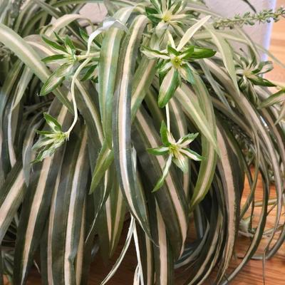 Faux Spider Ivy