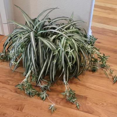 Faux Spider Ivy