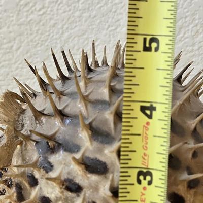 Dried Puffer Fish