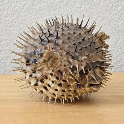 Dried Puffer Fish