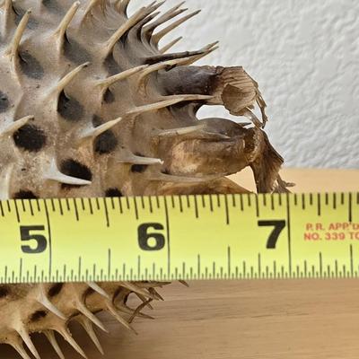 Dried Puffer Fish