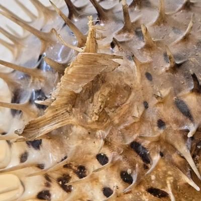 Dried Puffer Fish
