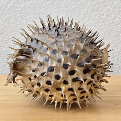 Dried Puffer Fish