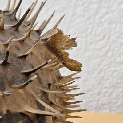 Dried Puffer Fish