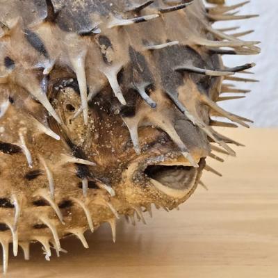 Dried Puffer Fish