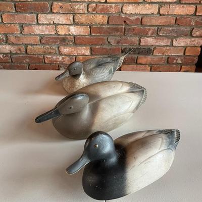 Lot of Decoy Ducks