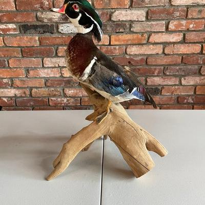 Stuffed Wood Duck on a Branch