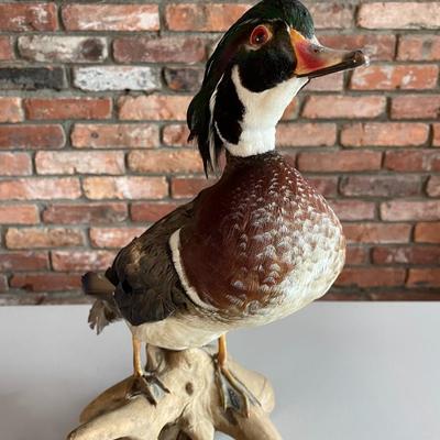 Stuffed Wood Duck on a Branch