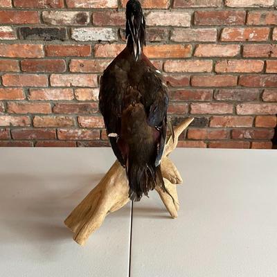 Stuffed Wood Duck on a Branch