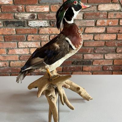 Stuffed Wood Duck on a Branch