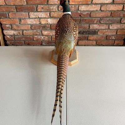 Stuffed Ring-Necked Pheasant