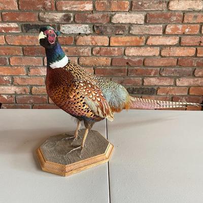 Stuffed Ring-Necked Pheasant