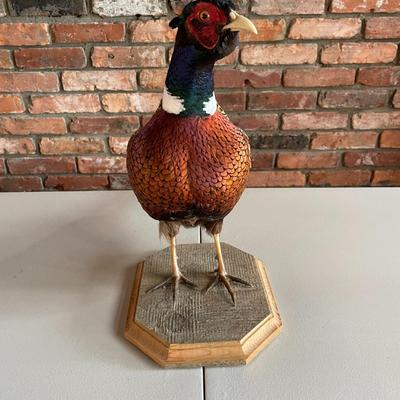 Stuffed Ring-Necked Pheasant