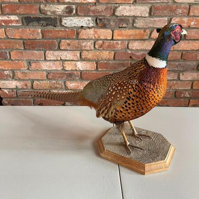 Stuffed Ring-Necked Pheasant