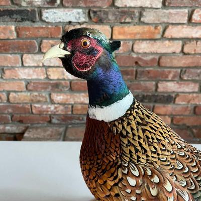 Stuffed Ring-Necked Pheasant