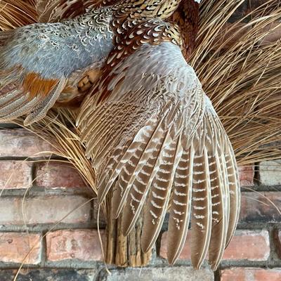 Stuffed Ring-Necked Pheasant