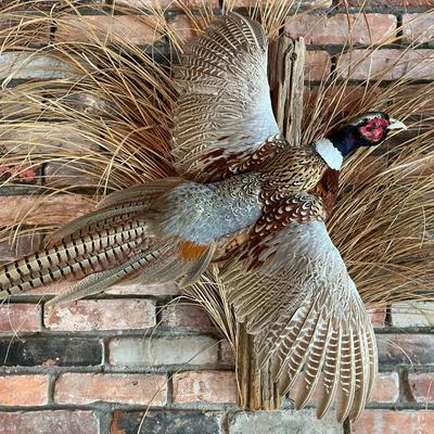 Stuffed Ring-Necked Pheasant