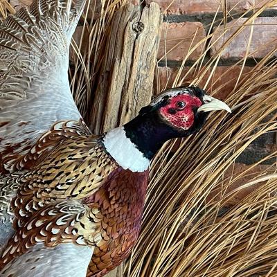 Stuffed Ring-Necked Pheasant