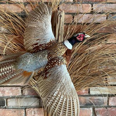 Stuffed Ring-Necked Pheasant