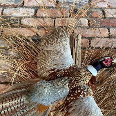 Stuffed Ring-Necked Pheasant