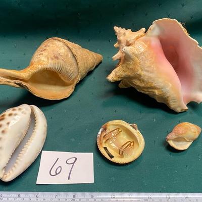 Sea Shell Lot