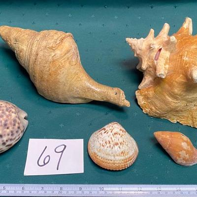 Sea Shell Lot