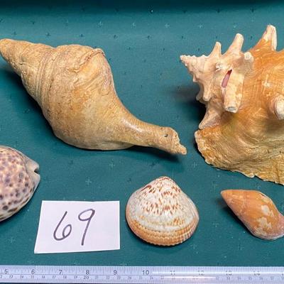 Sea Shell Lot