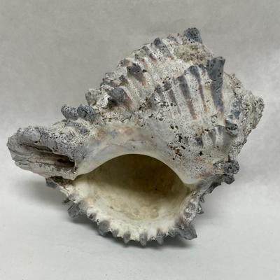 Seashell Decor