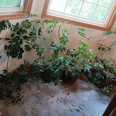 2 LIVE PLANTS, 1 IN A BRASS LION HEAD HANDLE POT
