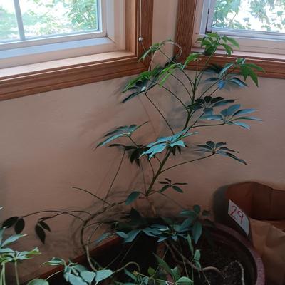 2 LIVE PLANTS, 1 IN A BRASS LION HEAD HANDLE POT