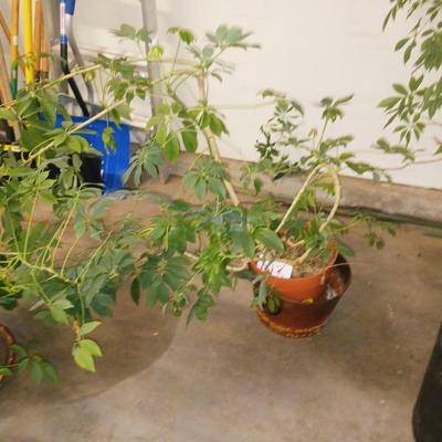 LARGE LIVE PLANT IN POT