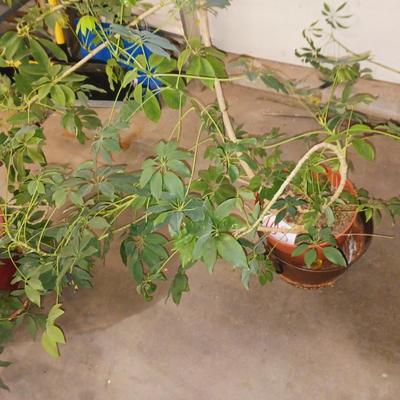 LARGE LIVE PLANT IN POT