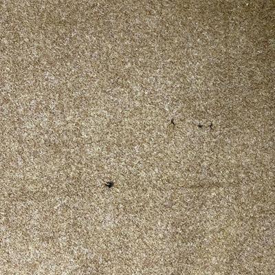 Army Green Wool Blanket #1