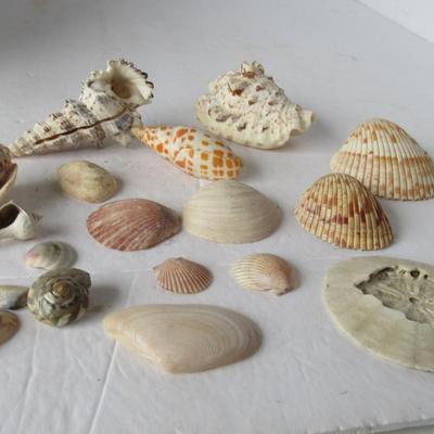 Lot of Small Shells and Sand Dollar