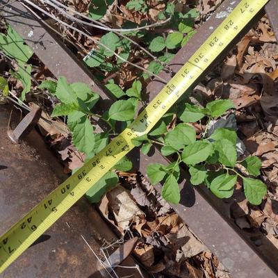 Heavy Duty Spike Lawn Aerator