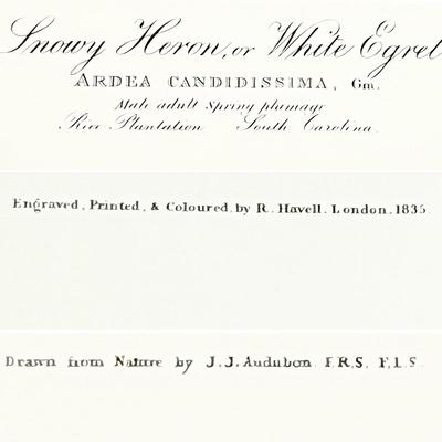 JJ AUDUBON ~ Snowy Heron, Or White Egret