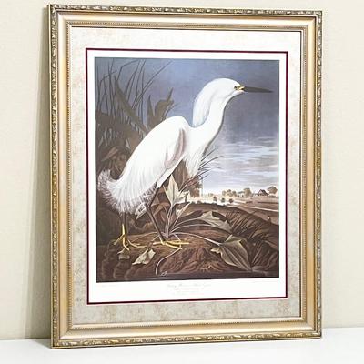 JJ AUDUBON ~ Snowy Heron, Or White Egret