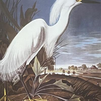 JJ AUDUBON ~ Snowy Heron, Or White Egret