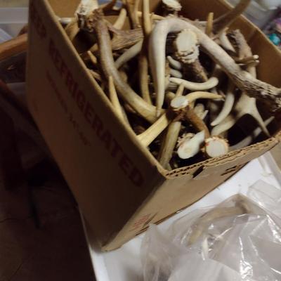 Collection of Deer Antlers (D)