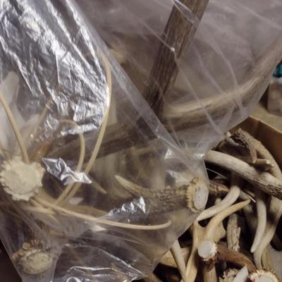 Collection of Deer Antlers (D)
