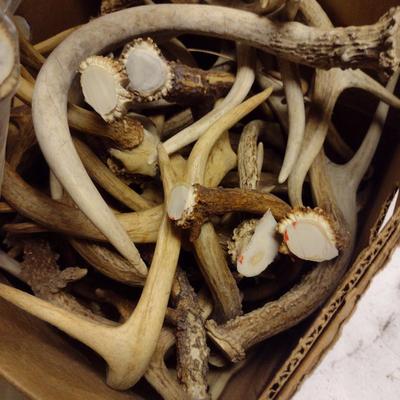 Collection of Deer Antlers (D)