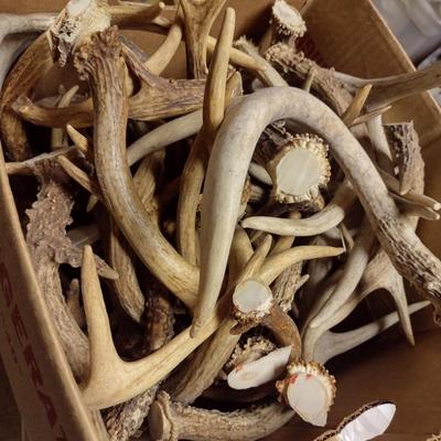 Collection of Deer Antlers (D)